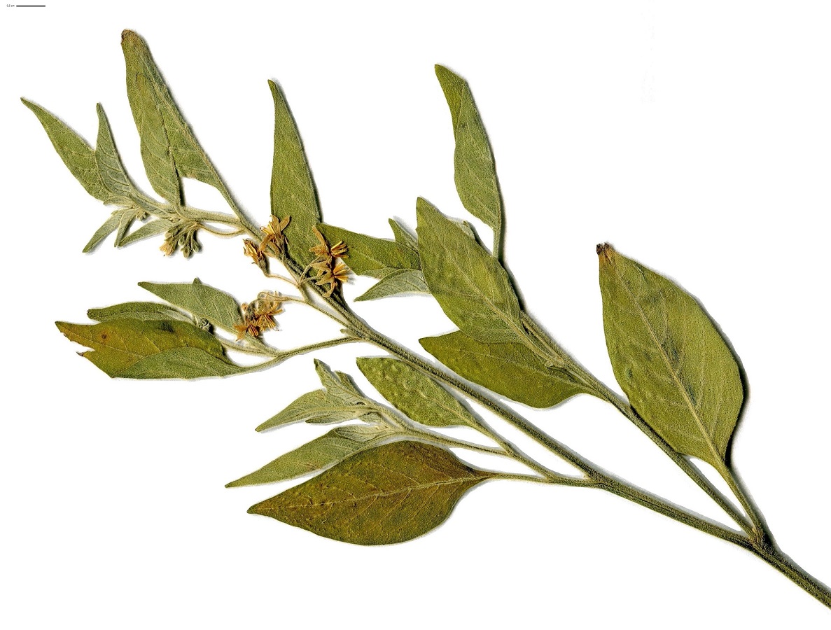 Solanum chenopodioides (Solanaceae)